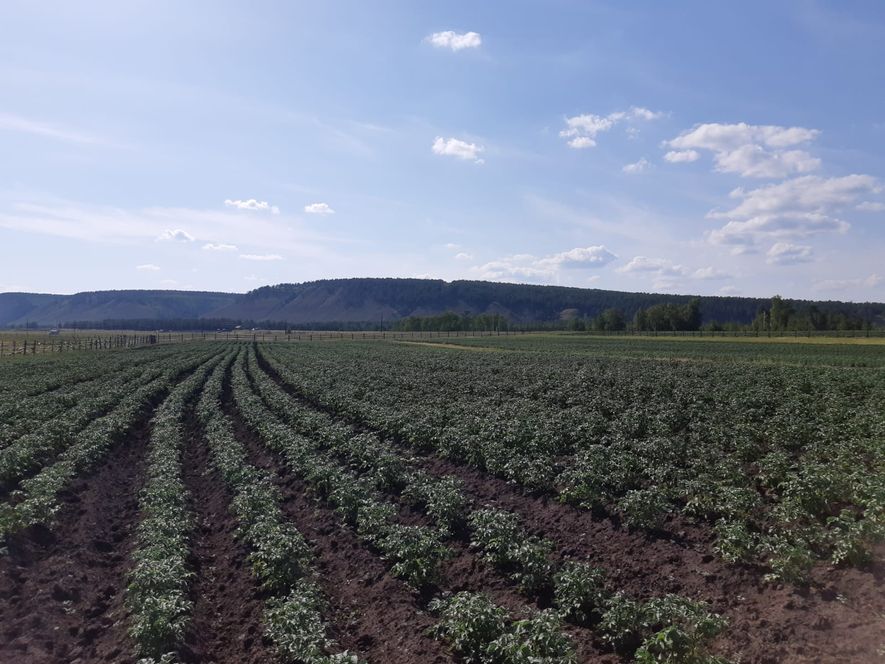 Фермер Розалия Петрова: «Первый урожай молодого картофеля поступит в продажу уже в начале августа»